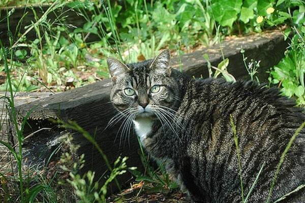 猫咪吃东西就吐