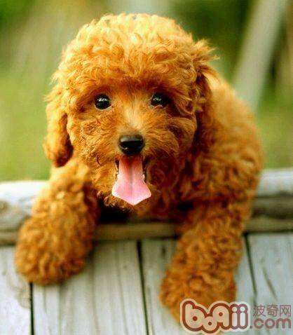 四个动作可预示狗狗健康问题