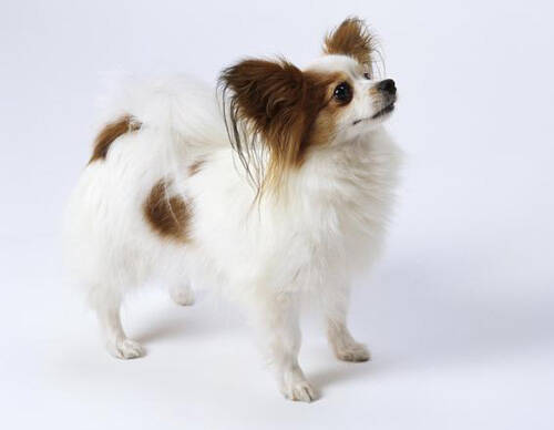 蝴蝶犬的特征 外观上的特征去辨别