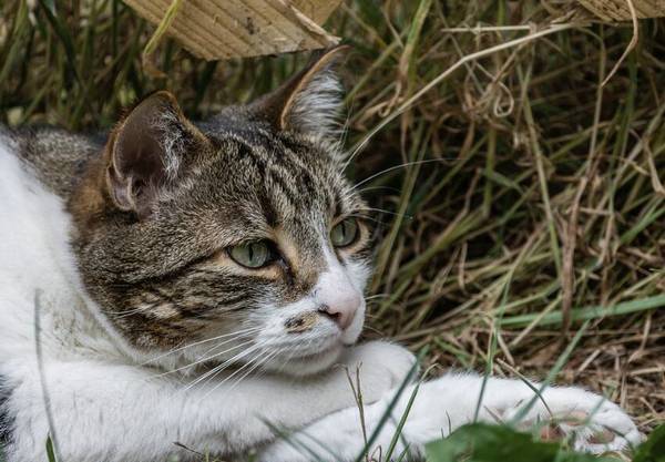 猫肚子上有个肉囊