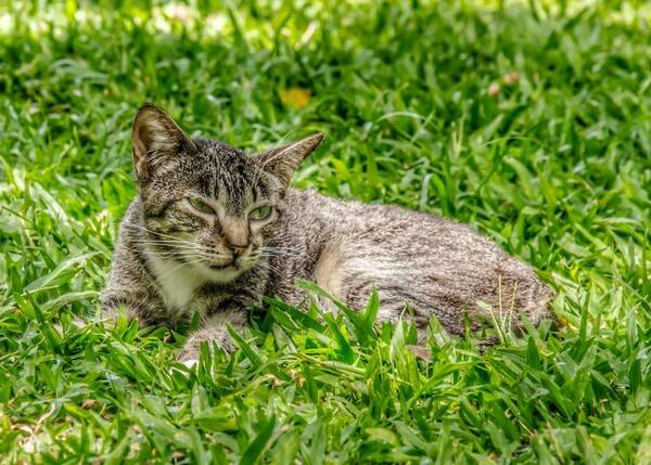 猫为什么绝育完会胖