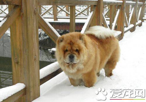 松狮犬喂养 最关键的是一周要断粮一天