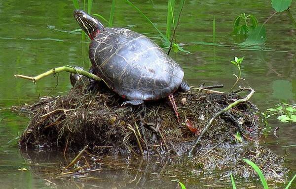 乌龟寿命有多长
