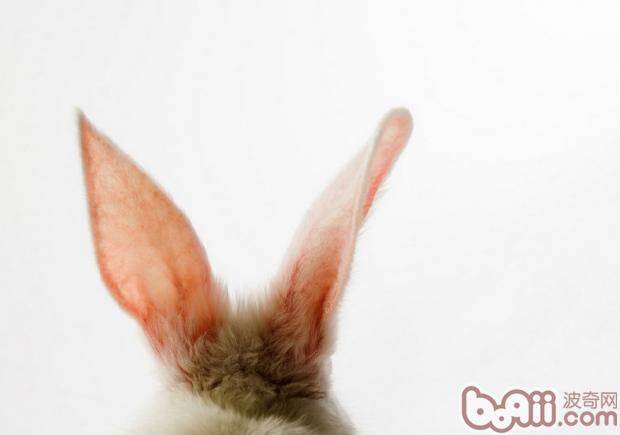 兔兔不吃兔粮如何应对