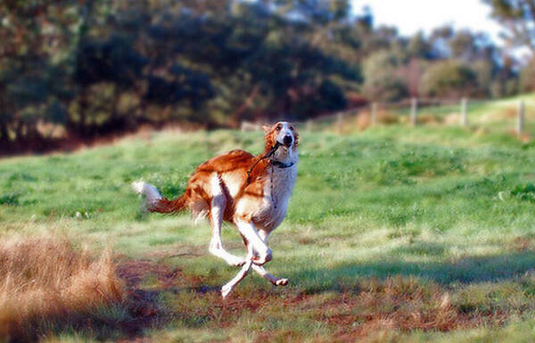 花舌头的狗代表什么