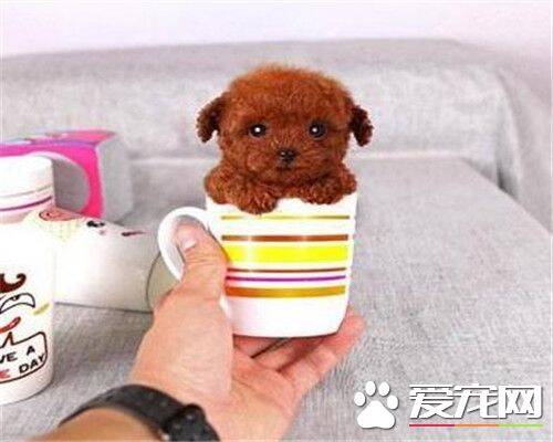 茶杯泰迪犬可以牵狗绳吗 最好不要牵狗绳