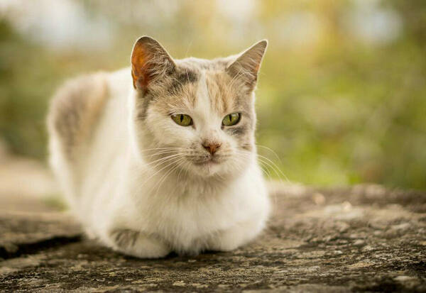 小猫流鼻涕拉稀怎么办