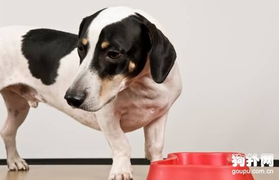 狗狗角膜溃疡症状- 犬角膜溃疡原因|诊断|预防及治疗方法