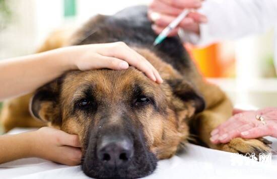 犬蛔虫病症状- 狗狗蛔虫原因|诊断|预防及治疗方法