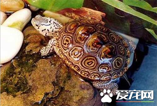 钻纹龟好养吗 钻纹龟是一种适应性很强的水龟