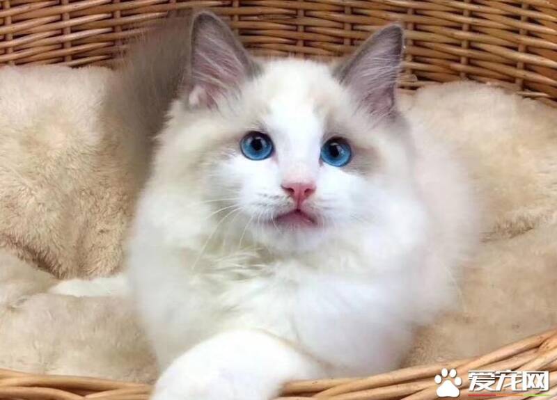 布偶猫好卖吗  布偶猫为什么那么贵