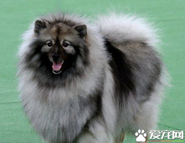 荷兰毛狮犬要长多大 成熟雌性的肩高为17英寸