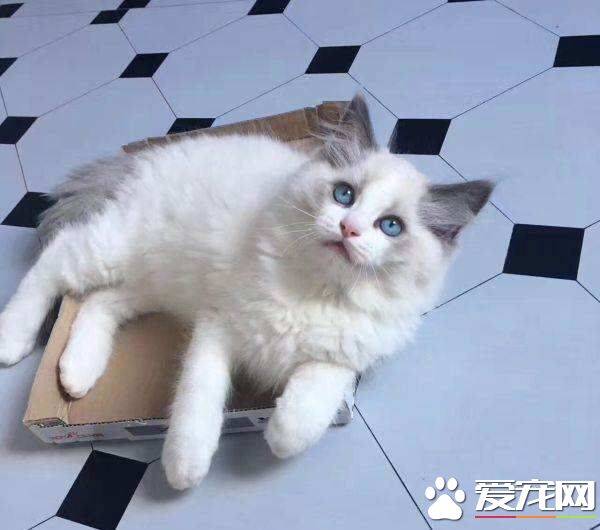 布偶猫和蓝猫配种可以吗  布偶猫和蓝猫配种原来这么多缺点