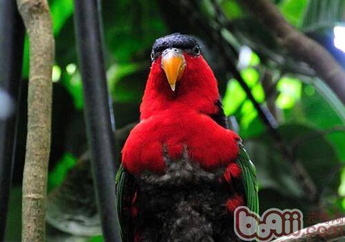 黑顶吸蜜鹦鹉的养护知识