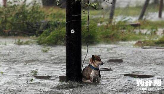 男子冒着风雨救了被困树下的狗狗，事后它的行为好感人！