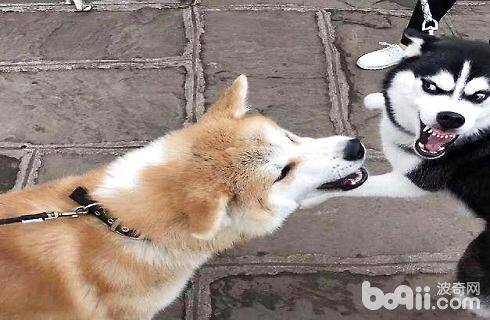 如何纠正狗狗打架的坏习惯？