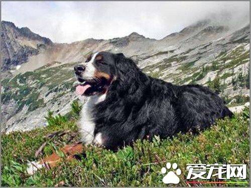 伯恩山犬智商第几 伯恩山犬智商排名第22位