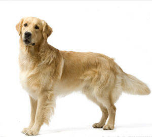 金毛犬的训练方法-  训练金毛犬学习站立的方法