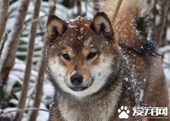 柴犬拉不动 柴犬拉不动的原因