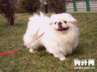 北京犬百科- 北京犬性格及外貌特征