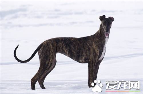 意大利灵缇犬胆子大吗 狗狗胆量的性格基础