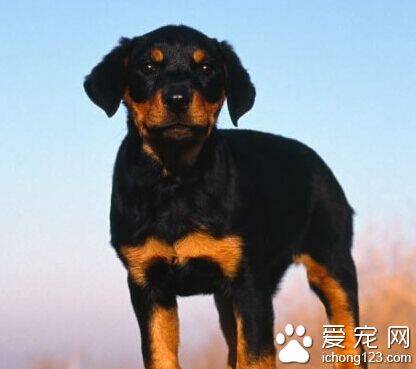 罗威纳犬性格 聪明懂事且对主人绝对忠诚