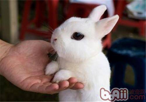 侏儒海棠兔的品种简介