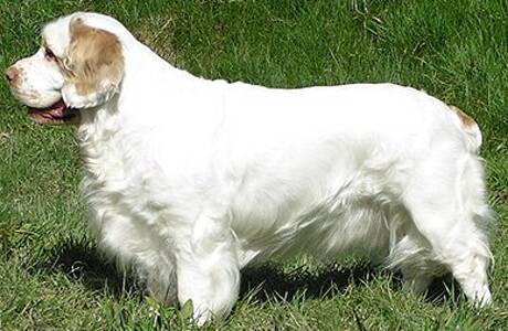 克伦伯猎鹬犬的性格 是一种高贵的狗