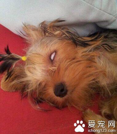 小狗睡觉翻白眼 对于狗狗来说是为了遮光