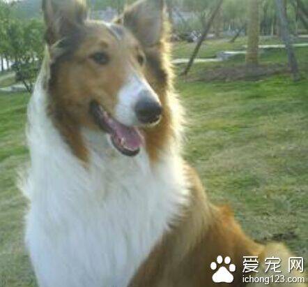 苏格兰牧羊犬智商  排在狗狗智商排行榜16位