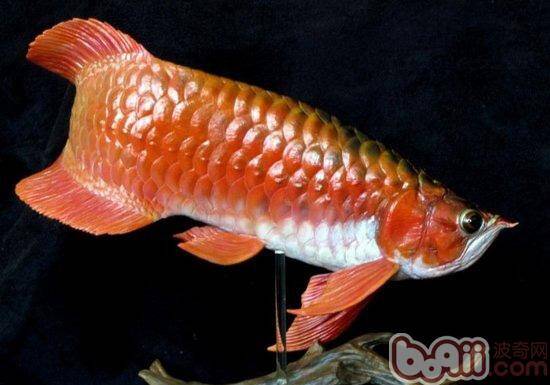 怎样区分过背金龙鱼和红尾金龙鱼