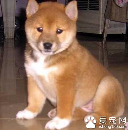 秋田犬幼犬特征 被毛应为双层毛
