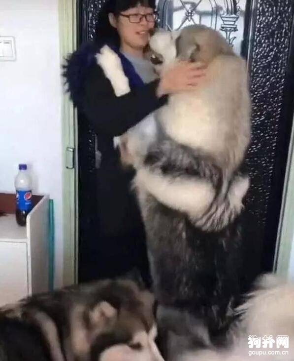 大狗挡在门口，撒娇不让女主人离开，这下麻烦了！