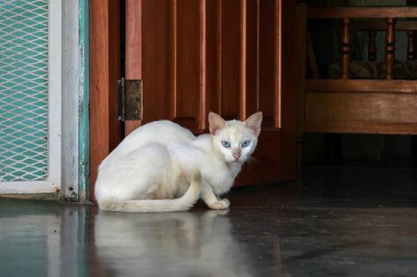 为什么小猫眼睛睁不开