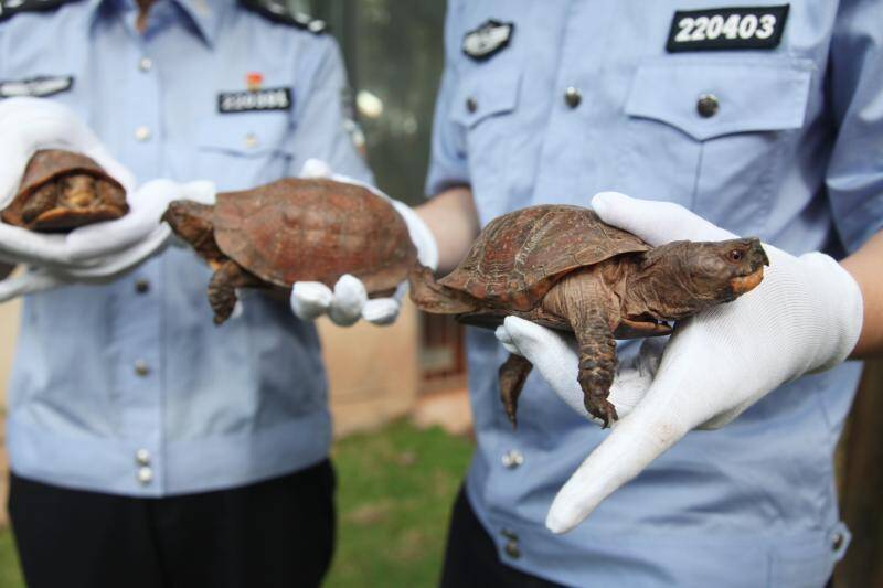 你养的宠物龟或已濒危！41只走私濒危龟夹藏于2000余活体龟中被海关查获