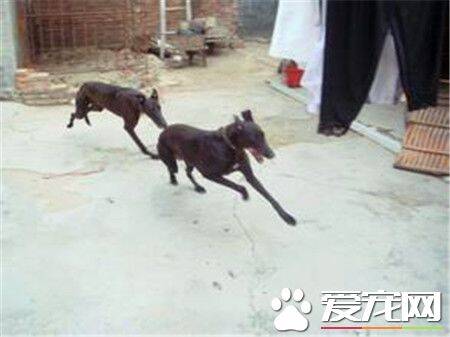 格力和灵缇犬区别 格力和灵缇是一种狗狗