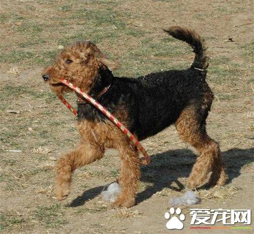 万能梗犬的生活习性 该犬外表成熟而内心顽皮