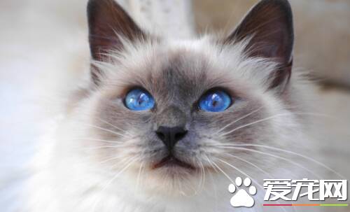 布偶猫流眼泪怎么回事 布偶猫眼睛流泪这招最管用