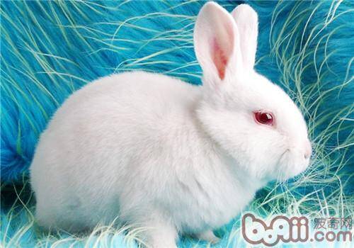 本土品种介绍——中国白兔