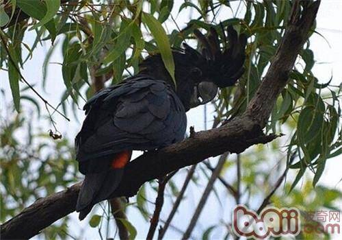 红尾黑凤头鹦鹉的形态特征