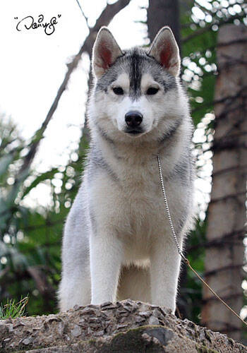 便后应让爱犬活动一段时间,养狗狗应注意两大卫生问题