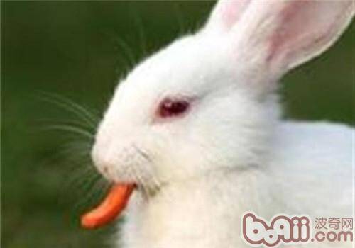 佛州大白兔的外貌特征
