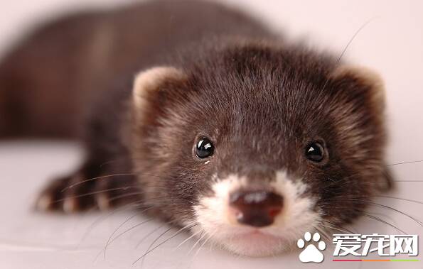 宠物貂怎么繁殖 貂的繁殖能力还算是挺好