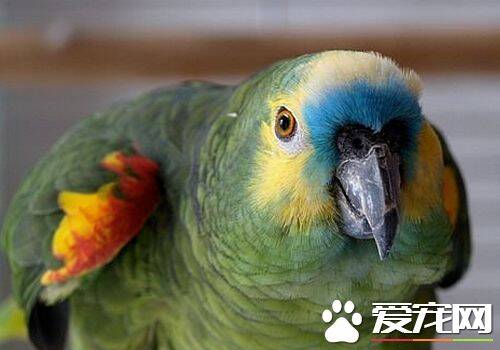 蓝顶亚马逊鹦鹉和橙翅的区别 橙翅是体型最小鹦鹉