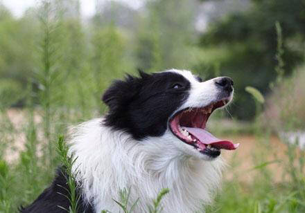 边境牧羊犬的训练方法-  让边境牧羊犬远离皮肤病