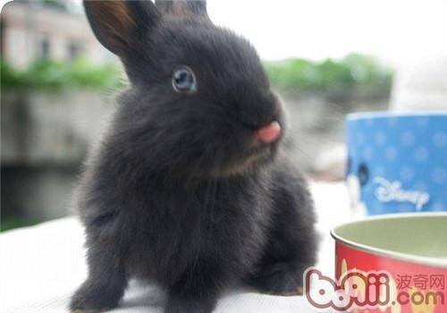 和你的兔兔来一场约会吧！