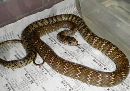 滑鼠蛇如何养殖 第一次养殖建议买成年蛇