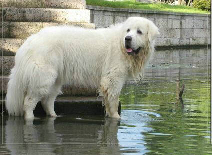 苏俄猎狼犬的训练方法-  苏俄猎狼犬智商