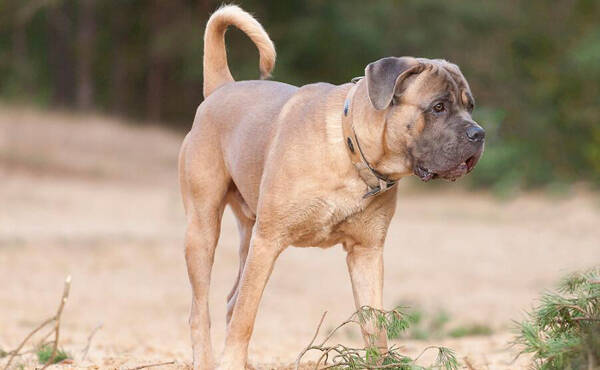 最适合家养的护卫犬