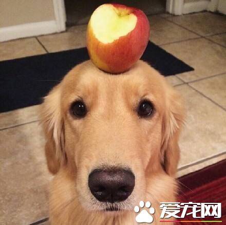 金毛毛短怎么回事 金毛毛短的几个原因